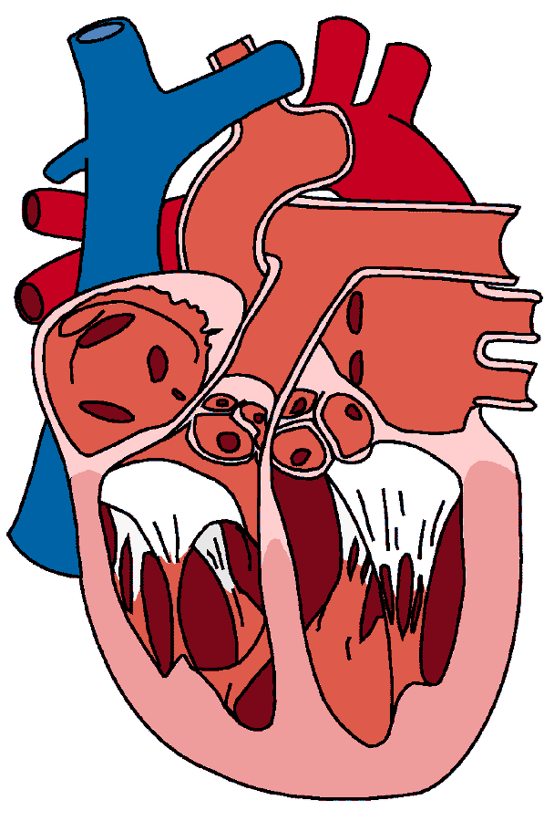 Chambers Of Heart. Anatomical, showing chambers