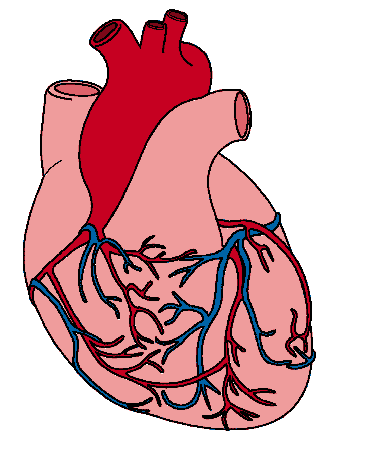 Anatomical heart drawing showing vessels 