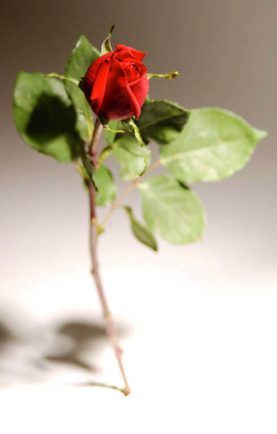 amor rose. Imagenes de amor - love clip
